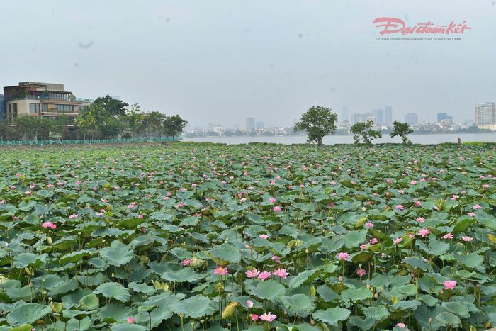 Vẻ đẹp đặc trưng của mùa sen đã góp phần làm tăng sức hút của Hồ Tây, điểm hẹn quen thuộc mỗi khi hè về.