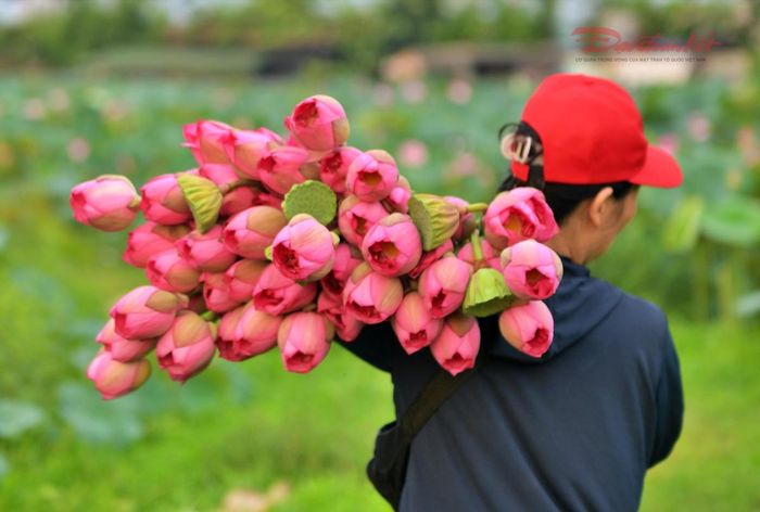 Bên cạnh hoạt động tham quan, hình ảnh người trồng sen chăm sóc, thu hái hoa cũng góp phần tạo nên nét đẹp lao động bình dị của vùng sen Hồ Tây.