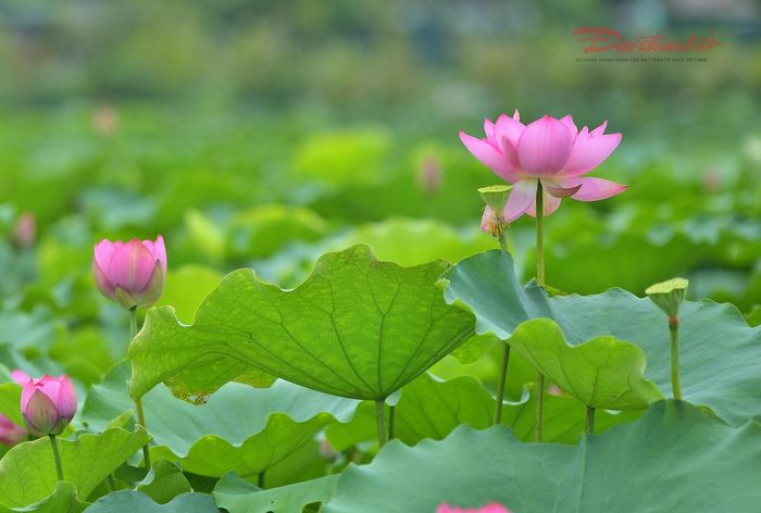 Thời điểm này, sen Hồ Tây đang ở giai đoạn đẹp nhất.