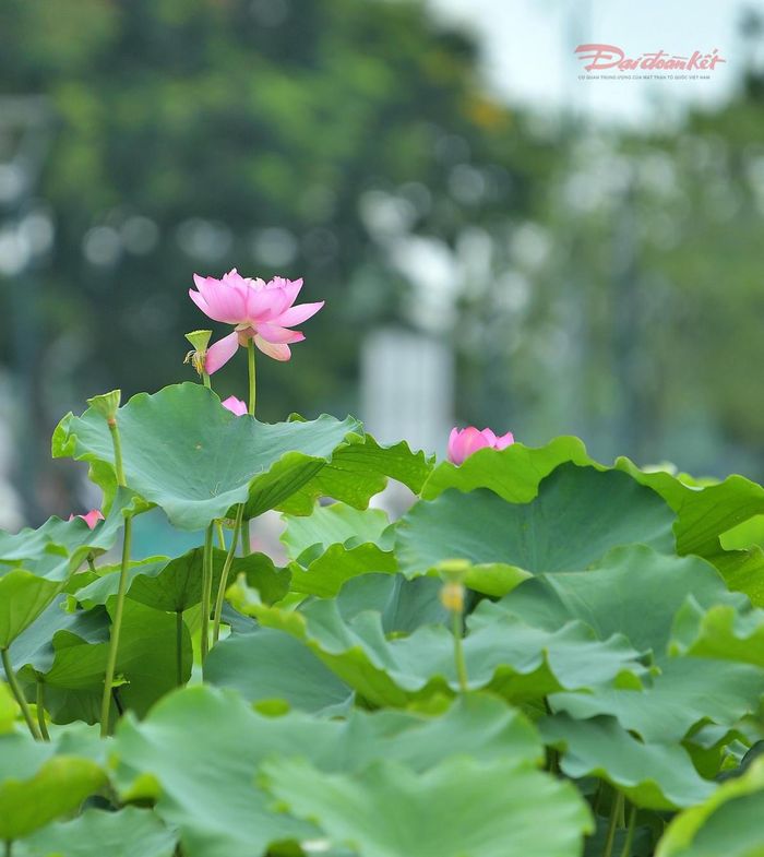 Những bông sen rực rỡ trong đầm.