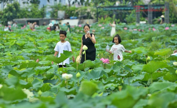 Sáng sớm, thời tiết dịu mát giúp du khách thoải mái dạo bước giữa những đầm sen.
