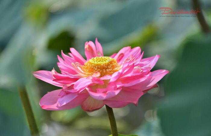 Những cánh hoa Bách Diệp nở đồng đều, sắc màu tươi tắn, mang hương thơm đặc trưng.