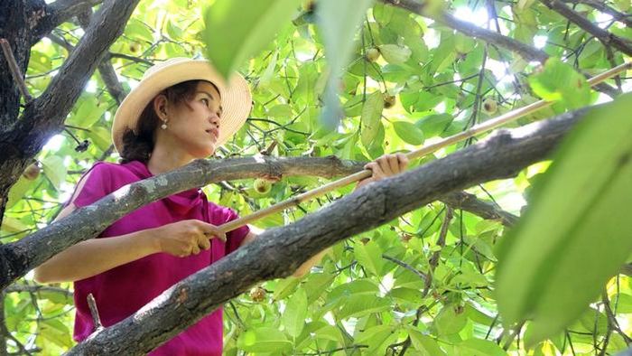 Các nhà vườn vẫn kiên trì gìn giữ những gốc măng cụt