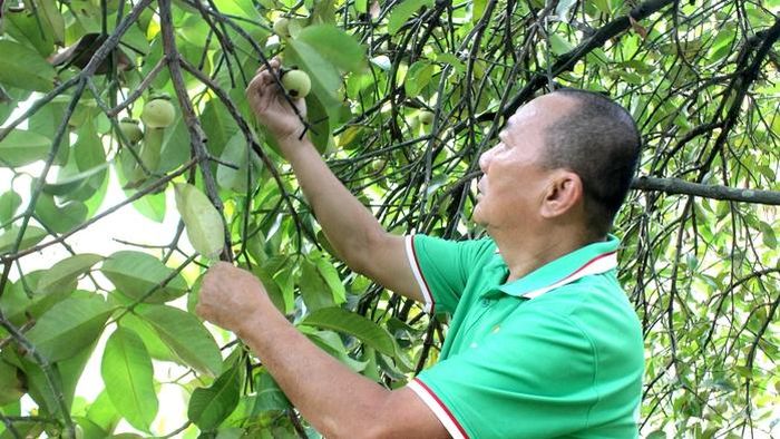 Người dân Thuận An chăm sóc vườn măng cụt theo kinh nghiệm được truyền qua nhiều thế hệ.