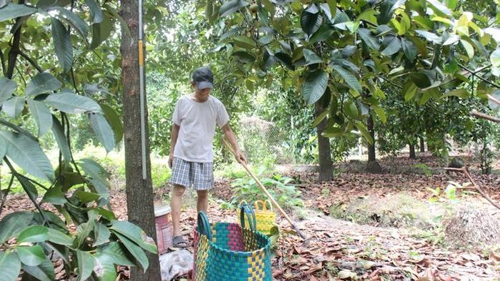 Những vườn măng cụt xanh mát vẫn được người dân gìn giữ giữa quá trình đô thị hóa nhanh chóng.