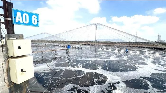 Hệ thống ao nuôi lót bạt giúp kiểm soát chất lượng nước và nâng cao năng suất nuôi tôm
