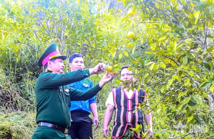 Cán bộ Đội Sản xuất nông lâm 3 (Đoàn Kinh tế - Quốc phòng 207) hướng dẫn bà con kỹ thuật thu hái, bảo quản cam.