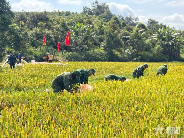 Cán bộ, chiến sĩ Đồn Biên phòng Đắk Dang, Ban chỉ huy Bộ đội Biên phòng tỉnh Lâm Đồng giúp dân thu hoạch lúa.