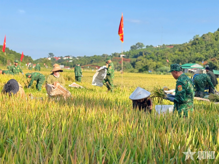 Cán bộ, chiến sĩ Đồn Biên phòng Đắk Dang, Ban chỉ huy Bộ đội Biên phòng tỉnh Lâm Đồng giúp dân thu hoạch lúa.