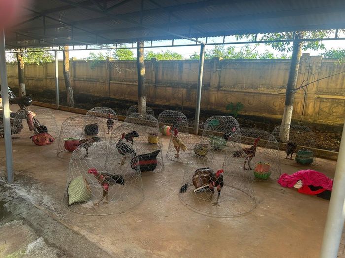 Tang vật thu giữ. Ảnh: CAGL