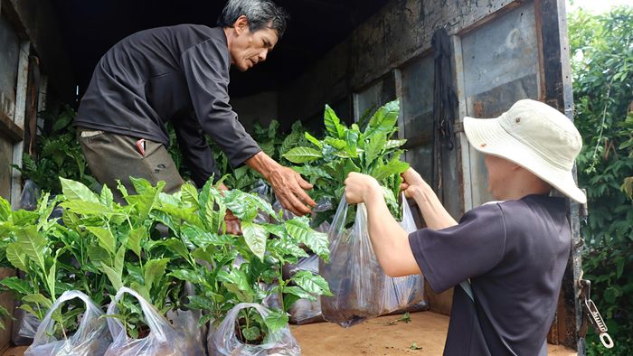  Đưa cây giống lên xe. Ảnh: HỮU PHÚC 