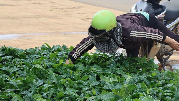  Nông dân chọn cây cà phê giống. Ảnh: HỮU PHÚC 
