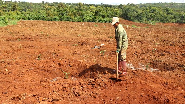  Cà phê con sẽ được trồng vào hố đào sẵn, sau đó lấp tạo bồn. Ảnh: HỮU PHÚC 
