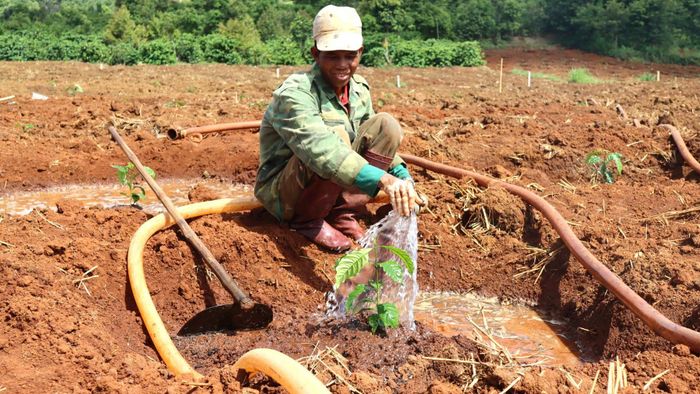  Những cây con vừa xuống giống, người dân tưới nước để nhanh bén rễ. Ảnh: HỮU PHÚC 