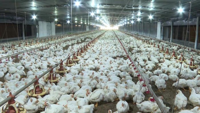  Một trang trại nuôi gà lông trắng tại xã Phú Giáo (TPHCM). Ảnh: ĐỨC TRUNG 