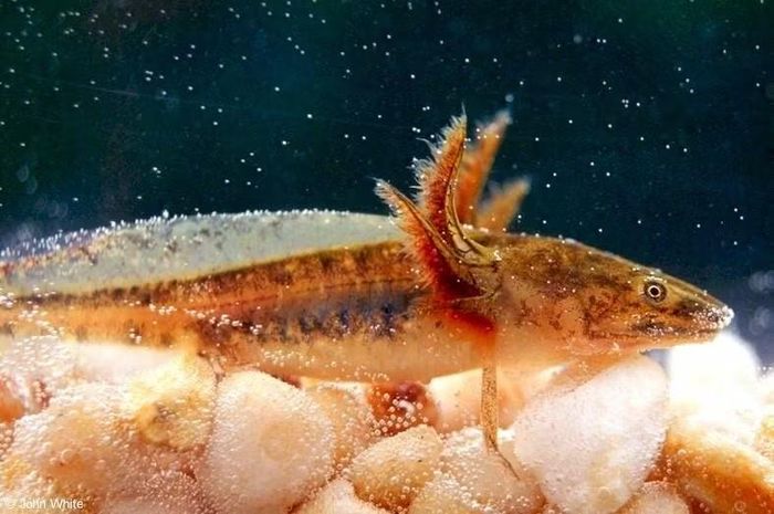 Ảnh: virginiaherpetologicalsociety