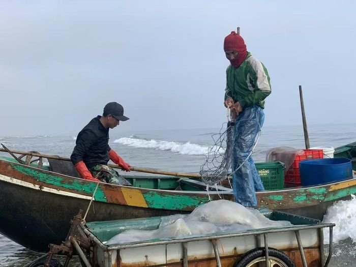 Ngư dân vùng biển xã Đồng Tiến (Hà Tĩnh) đánh bắt sứa.