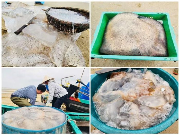 Những con sứa trắng muốt bồng bềnh như những khối thạch khổng lồ.