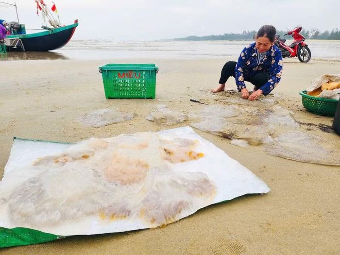 Chế biến sứa ngay trên bãi biển.