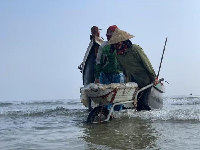 Khi những chiếc thuyền đầy sứa vừa cập bờ, ngư dân đã khẩn trương bốc xuống các xe kéo 'tăng bo' vào bờ.