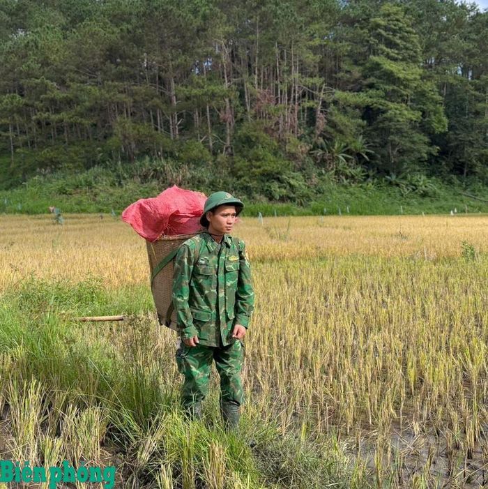 Cán bộ, chiến sĩ bó lúa, gùi lúa về nhà cho người dân. Ảnh: Văn Tánh