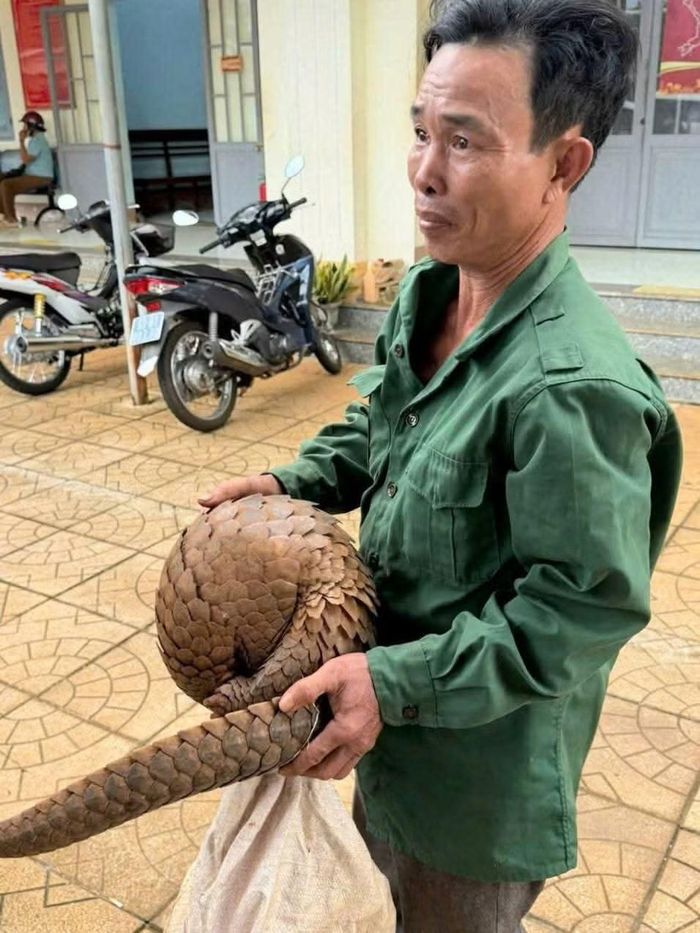 Ông Bùi Văn Hữu bàn giao cá thể tê tê nặng khoảng 4 kg
