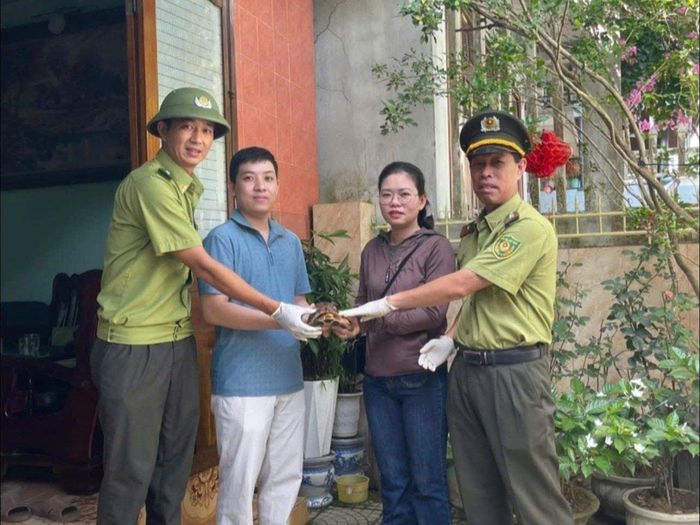 Hạt Kiểm lâm khu vực Trung tâm và UBND phường Kim Long cũng tiếp nhận một cá thể rùa hộp trán vàng.