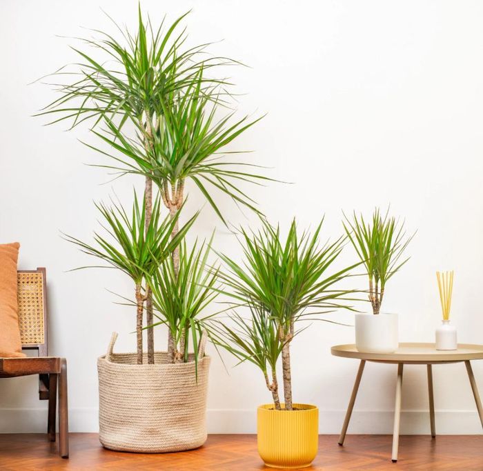 Phất dụ với dáng đứng hiên ngang thường được đặt thành cặp ở cửa chính hướng Đông.