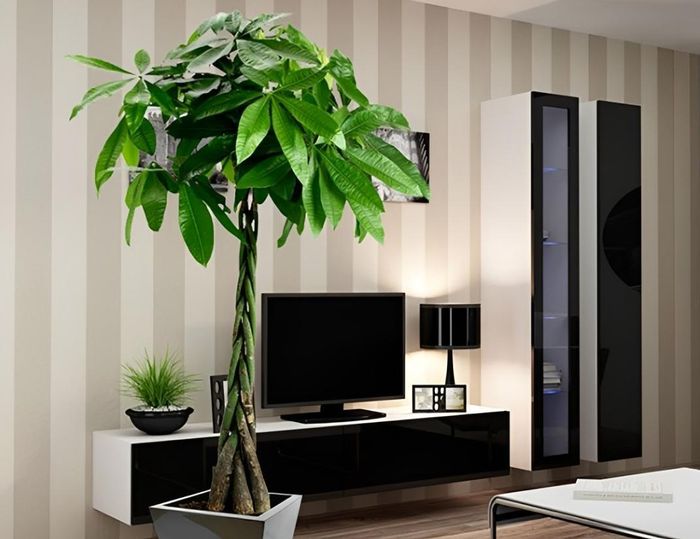 Kim ngân đại diện cho sự sinh sôi của tiền bạc, đặc biệt thích hợp đặt ở góc Đông - Đông Nam đón nắng sớm.