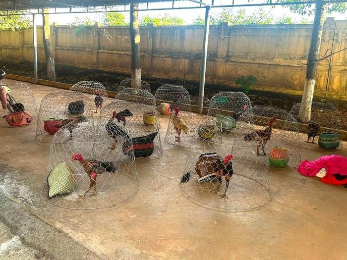 Tang vật vụ án. Ảnh: Công an Gia Lai