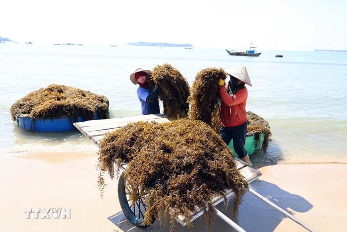 Năm nay, rong mơ quanh đảo Tam Hải sinh trưởng tốt giúp người dân khai thác đạt sản lượng cao. (Ảnh: Đỗ Trưởng/TTXVN)