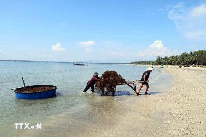 Người dân vận chuyển rong mơ lên bãi biển để phơi khô. (Ảnh: Đỗ Trưởng/TTXVN)