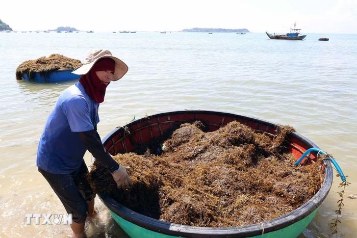 Người dân xã đảo Tam Hải vào vụ thu hoạch rong mơ ở vùng biển gần bờ. (Ảnh: Đỗ Trưởng/TTXVN)