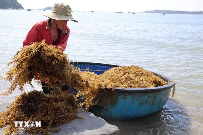 Người dân xã đảo Tam Hải vào vụ thu hoạch rong mơ ở vùng biển gần bờ. (Ảnh: Đỗ Trưởng/TTXVN)