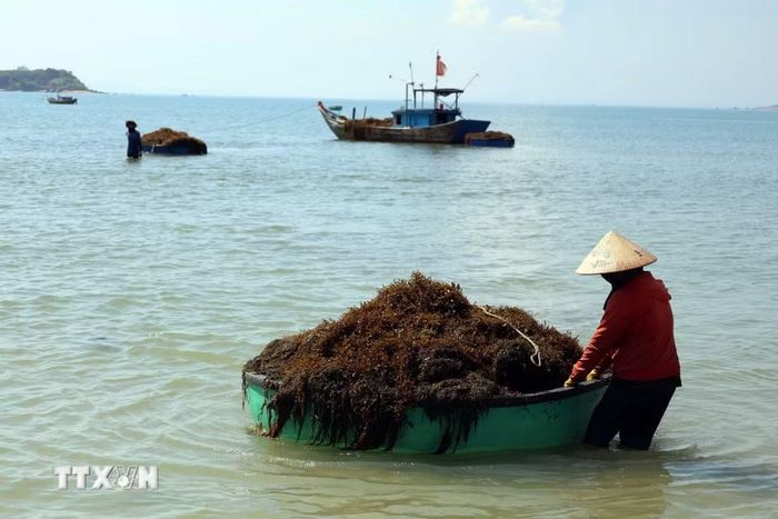 Người dân kéo những chiếc thuyền thúng chở đầy rong mơ vào bờ. (Ảnh: Đỗ Trưởng/ TTXVN)