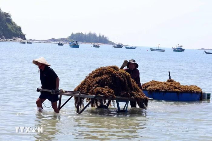 Niềm vui của người dân xã đảo Tam Hải khi vụ thu hoạch rong mơ năm nay cho sản lượng cao. (Ảnh: Đỗ Trưởng/TTXVN)