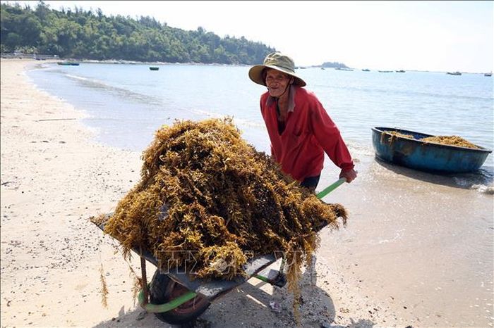 Người dân vận chuyển rong mơ lên bãi biển để phơi khô.