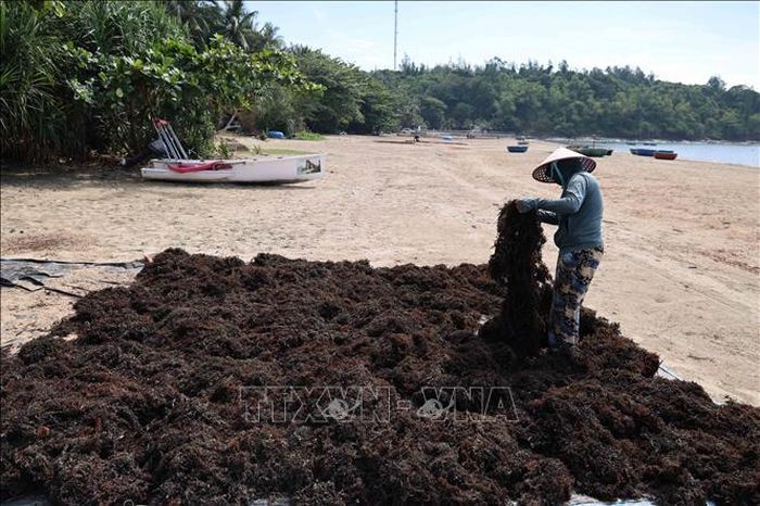 Rong mơ khô được dùng để làm nguyên liệu chế biến đồ uống và thảo dược để chữa bệnh.