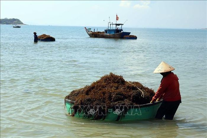 Người dân kéo những chiếc thuyền thúng chở đầy rong mơ vào bờ.