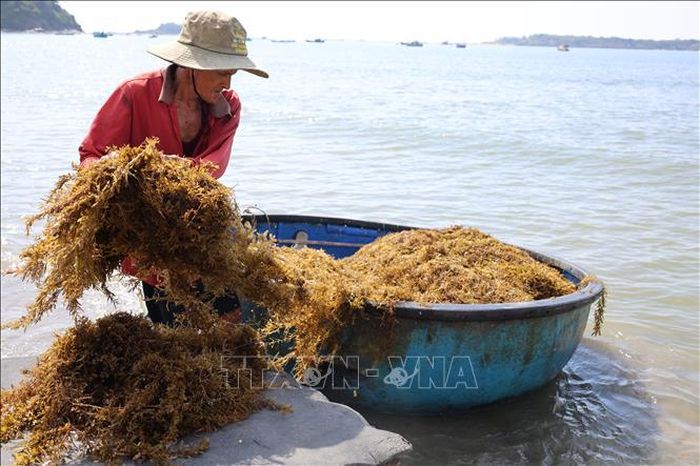Người dân xã đảo Tam Hải vào vụ thu hoạch rong mơ ở vùng biển gần bờ.