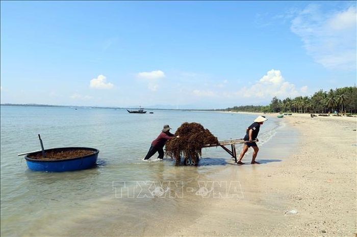 Người dân vận chuyển rong mơ lên bãi biển để phơi khô.