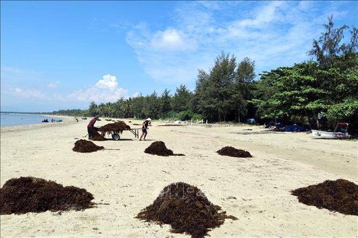 Người dân phơi rong mơ tươi ngay trên bãi cát ven biển.