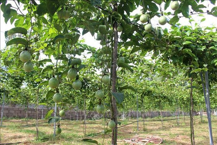 Cây chanh dây phát triển tốt, thích hợp với vùng đất cát, nhiều nắng ở phía Đông Nam tỉnh Lâm Đồng.