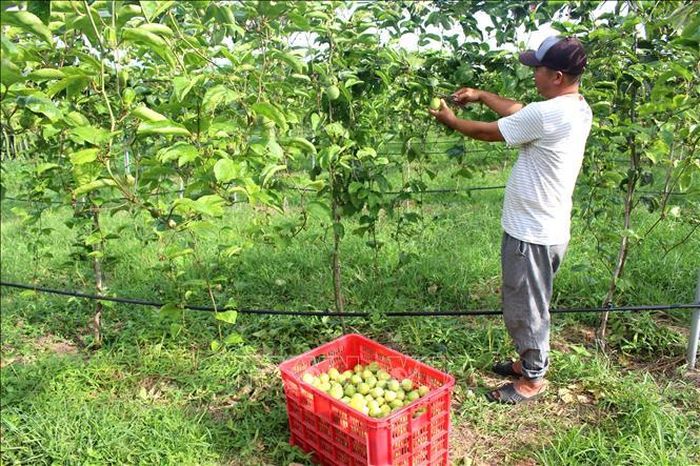 Cây chanh dây là cây trồng nhanh thu hồi vốn vì có thời gian sinh trưởng ngắn và có thể cho trái từ 5 - 6 tháng chăm sóc.
