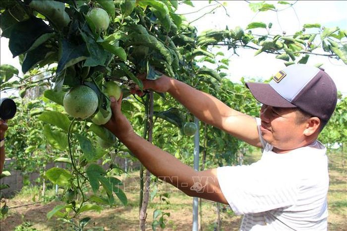 Anh Huỳnh Văn Đẩu, ở khu phố Tiến Phú, phường Tiến Thành, là một trong những hộ tiên phong trồng giống chanh dây Hoàng Kim.