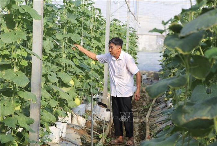 Mô hình trồng dưa trong nhà lưới tại phường Yên Thắng, tỉnh Ninh Bình giúp chủ động hơn trong sản xuất, giảm thiểu thiệt hại do mưa bão, sâu bệnh.