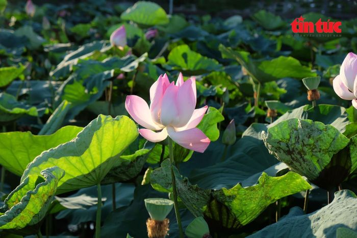 Sen hồ Tây vốn nổi tiếng bởi vẻ đẹp và hương thơm khó nơi nào có được.