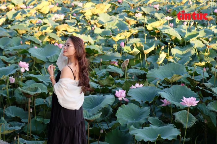 Vẻ thanh tao của sen Bách Diệp trở thành nét đẹp khó quên của Hà Nội mùa hạ.