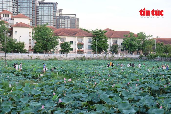 Một góc đầm sen Bách Diệp ven hồ Tây.