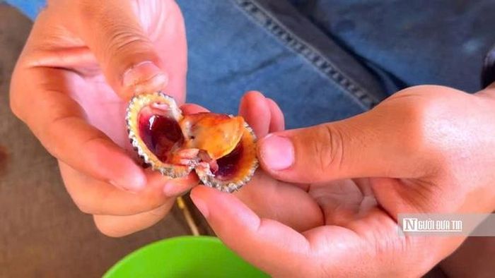 Sò huyết tự nhiên vùng cửa biển được thị trường ưa chuộng nhờ thịt chắc, vị ngọt đặc trưng. Hiện thương lái thu mua với giá từ 90.000 - 320.000 đồng/kg, tùy kích cỡ và số lượng con trên mỗi ký. Nhờ mức giá khá cao, nhiều hộ dân có thể thu về từ vài trăm nghìn đến vài triệu đồng sau một ngày lao động thuận lợi.